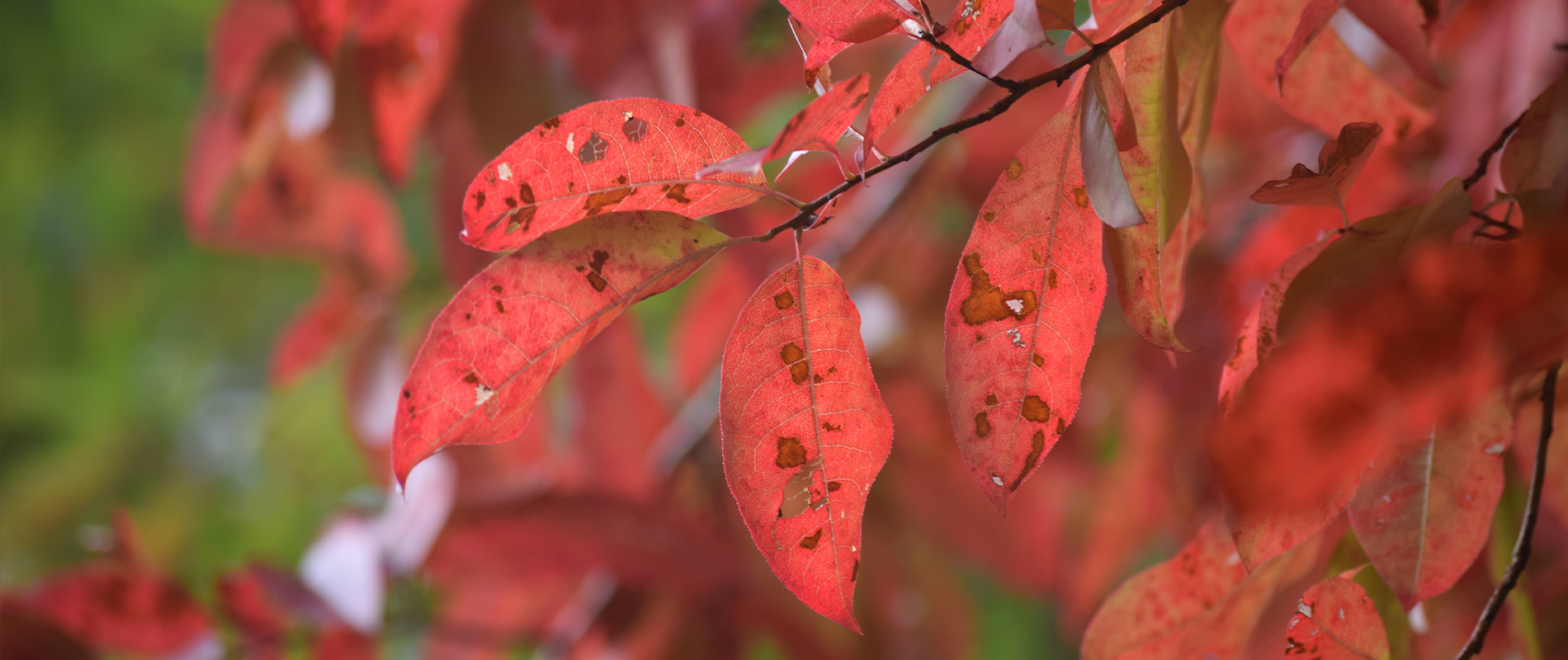 Fall Tree ID