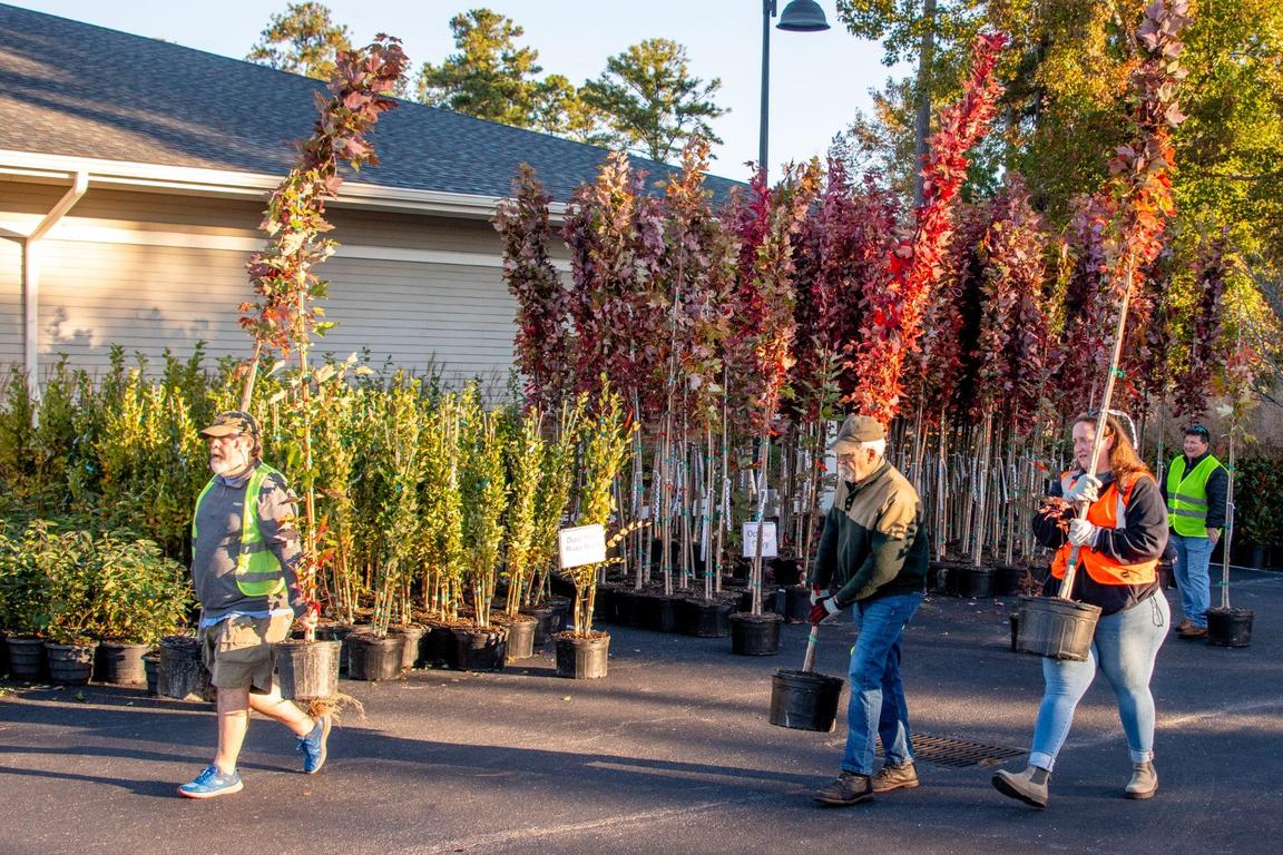 Free Tree Giveaway