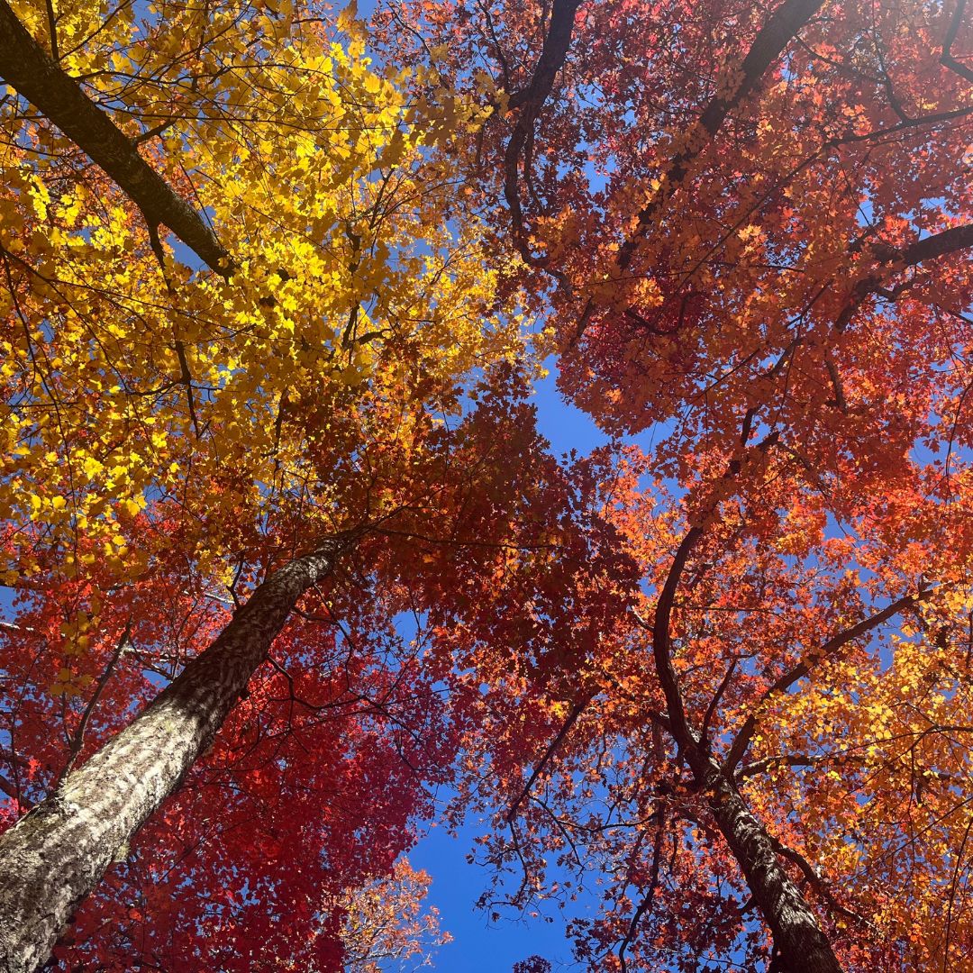 Forest Bathing Retreat: The Experience of Fall