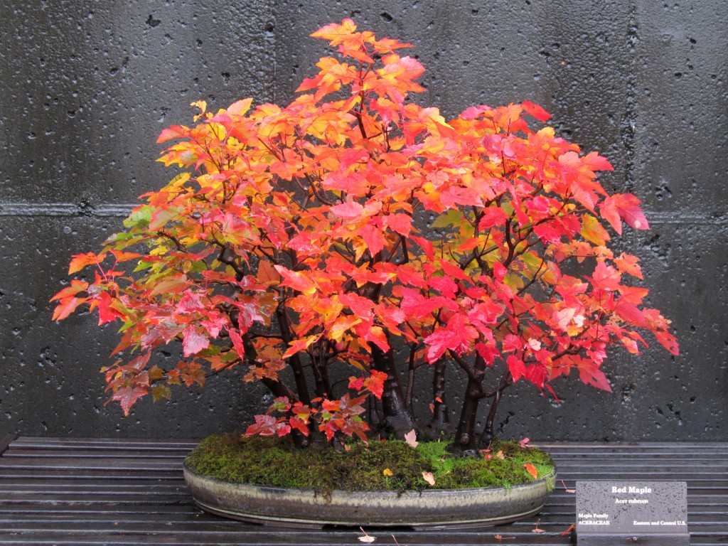 Bonsai Exhibit Talk and Tour with Arthur Joura