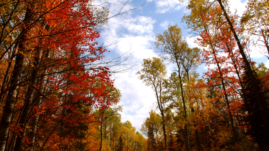 Fall Tree ID