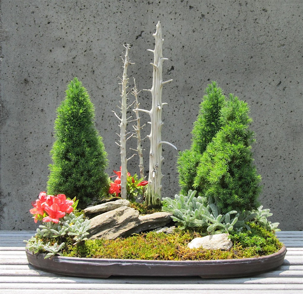 The Art of Bonsai: Cultivating Your Appreciation