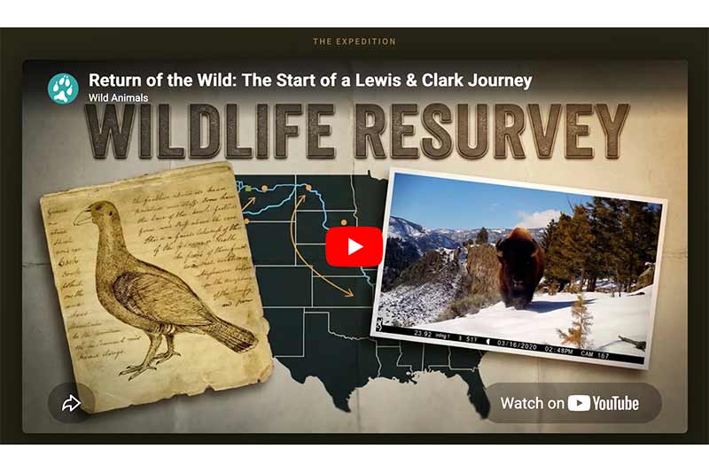 Return of the Wild: A Lewis and Clark Wildlife Resurvey (NCMNS)