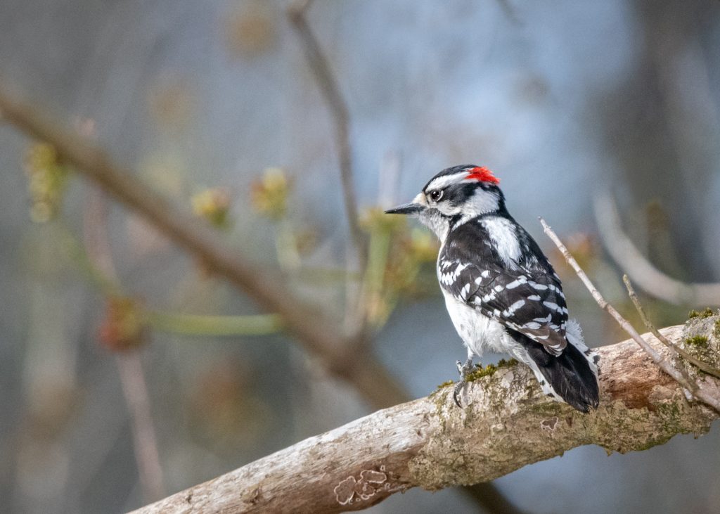 Southern Appalachian Birds Through the Seasons