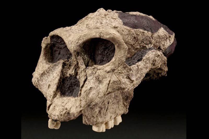 Smithsonian: Paleoproteomics in Paleoanthropology